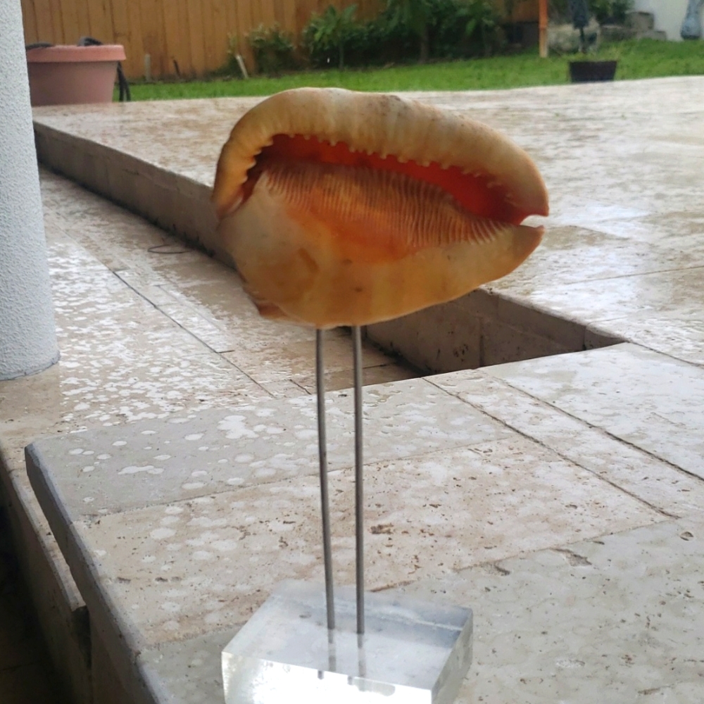 Shell in a lucemite display - Picture 1 of 2